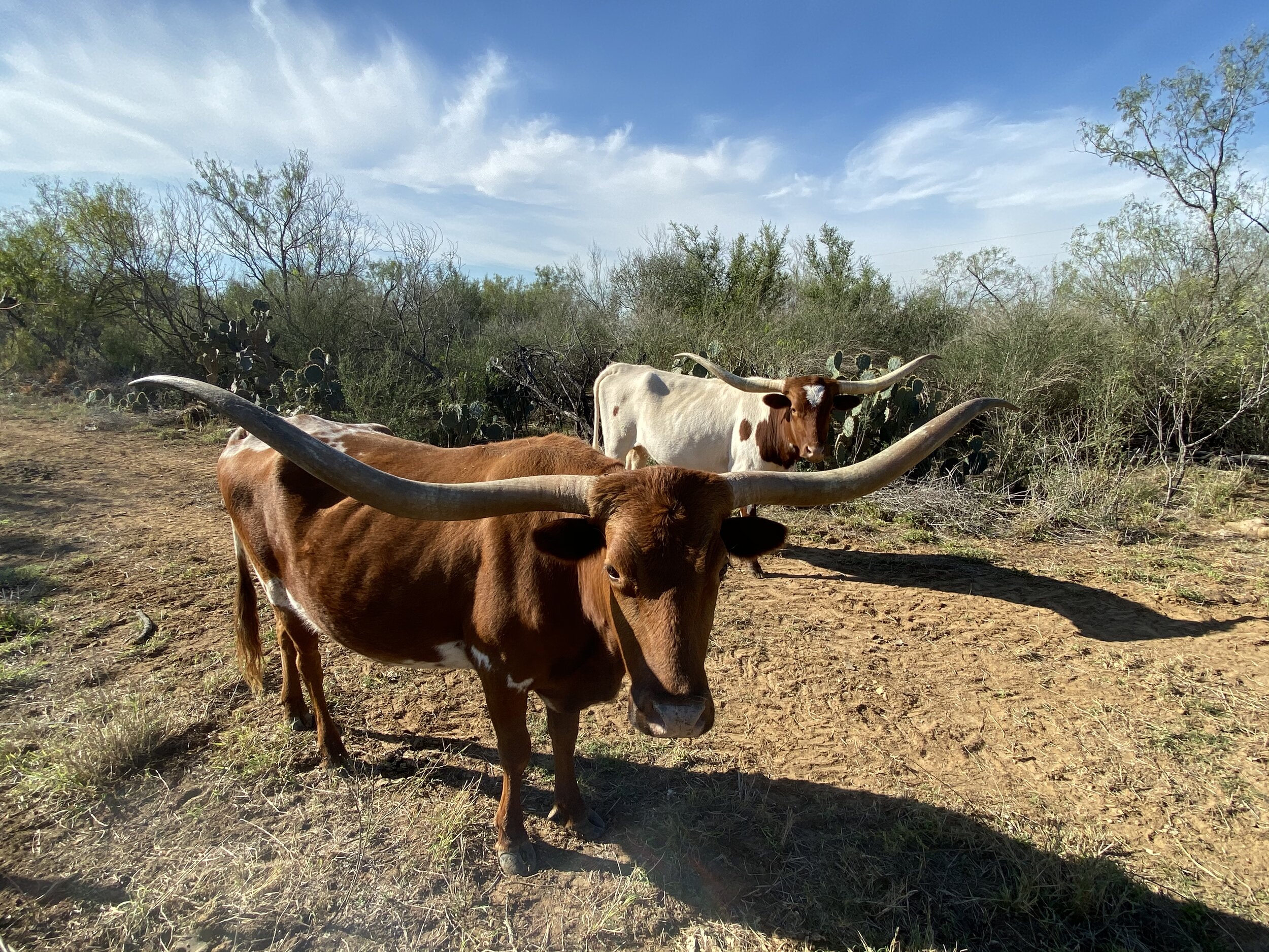 Easements are common in the cattle industry, where moving cattle through the property of a neighbor may be more convenient than going completely through the other side of the ranch. Make sure your easement spells out exactly what the rights are for each landowner and have the easement recorded to ensure it stands.